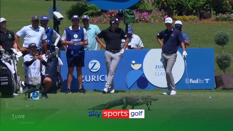 Play was interrupted at the Zurich Classic of New Orleans after an alligator walked onto the tee box!