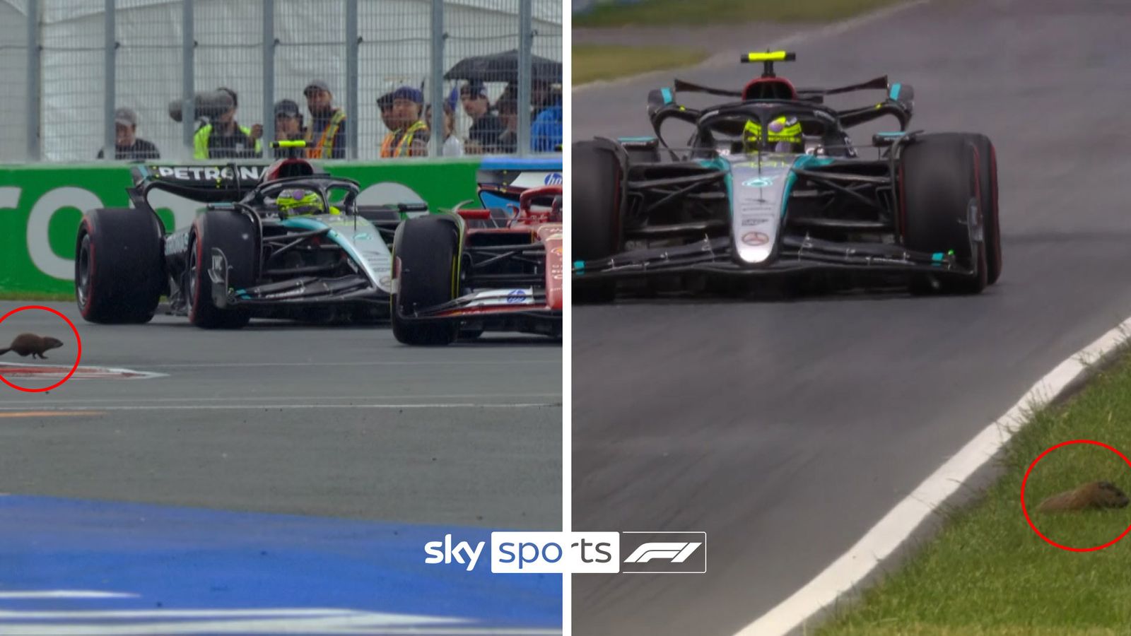 When groundhogs took over the 2024 Canadian Grand Prix!