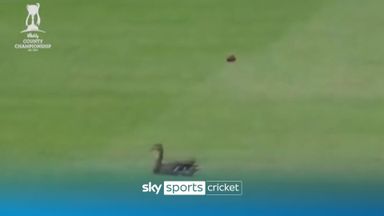Lucky Duck! | Feathered friend unfazed by cricket ball