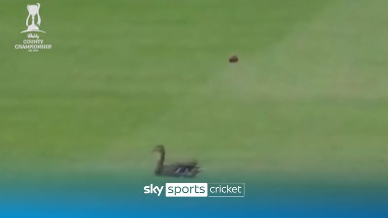 Duck avoids ball