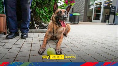 Where there's tennis balls, there's dogs! Four legged friends attend the US Open