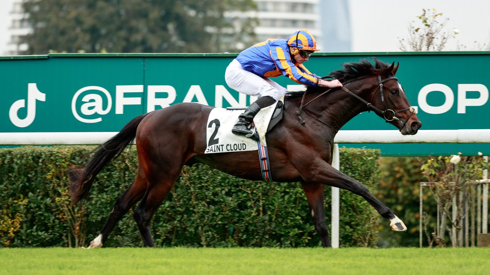 Royal Ascot: Twain unlikely to return in time as Aidan O'Brien rules Dreamy out for first half of season