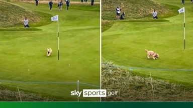 Paw Gareth! | Dog steals Bale's ball on the green!