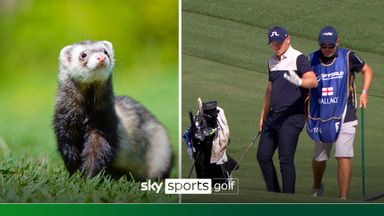 'Golden ferrets?!' | Wallace holes out from bunker for eagle!