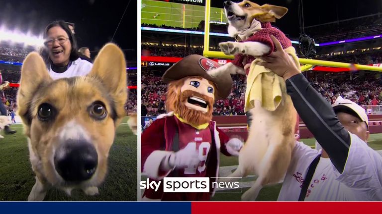 There was corgi racing during the half-time interval of Los Angeles Rams vs San Francisco 49ers.