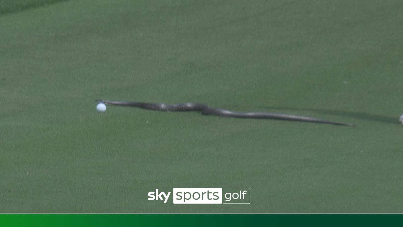 https://e0.365dm.com/25/05/1600x900/skysports-snake-golf_6918503.jpg?20250516163945