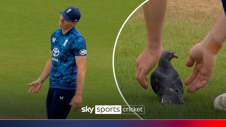 Pigeon Cricket 