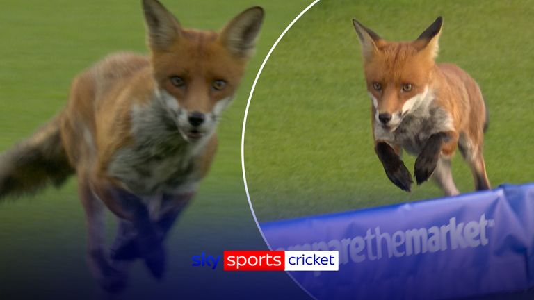 fox
