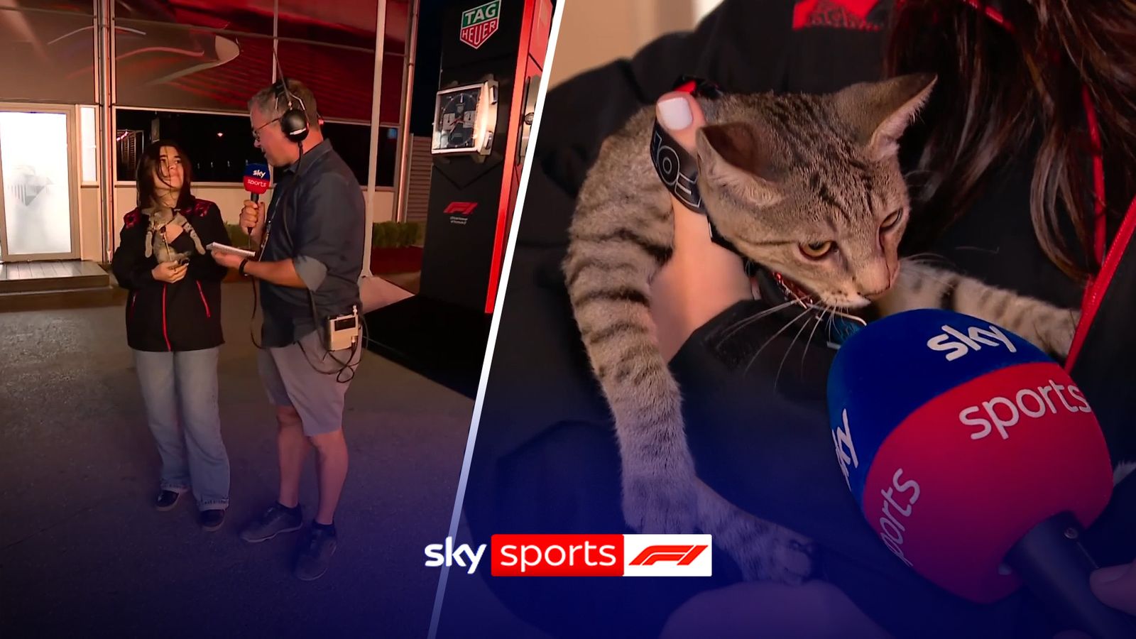 https://e0.365dm.com/25/09/1600x900/skysports-cat-ted_7027092.jpg?20250920210557