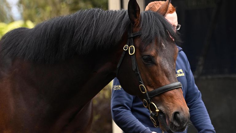 Wootton Bassett's stud fee rose from €4000 to €300,000 