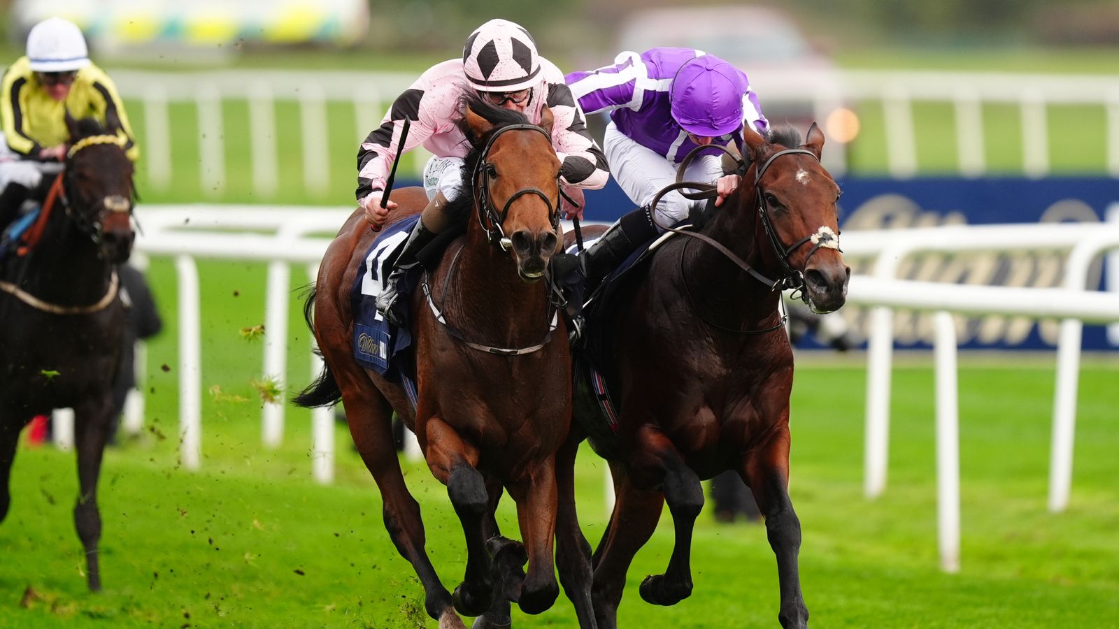 Futurity Trophy: Horse-by-horse guide