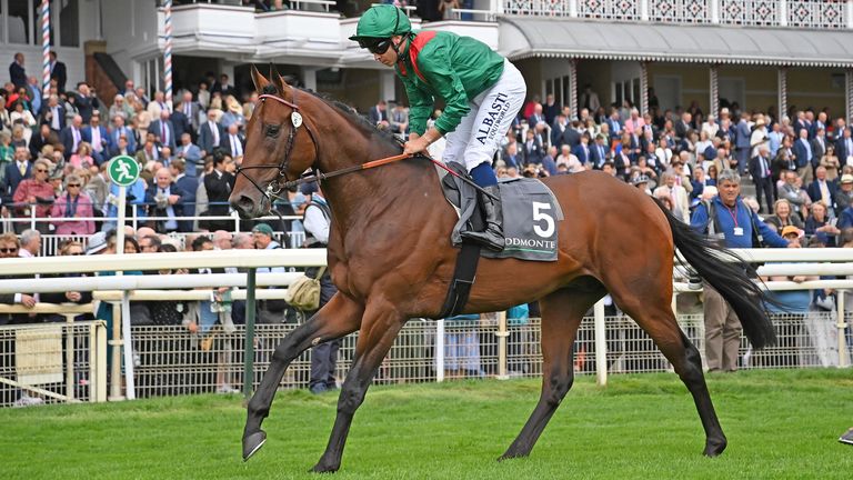 Daryz is Sam Boswell's Arc fancy. (Healy Racing)