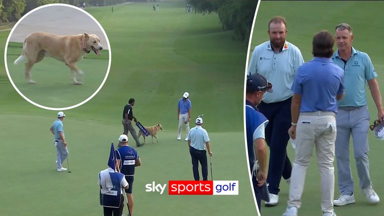 A dog haults play at DP World India Championship