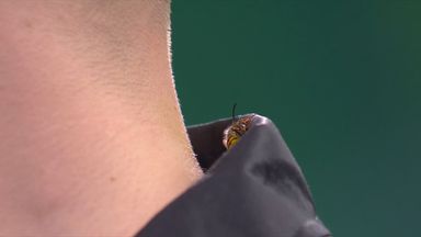 The wasp spent a long time sitting on the collar of Sebastian Bialecki during his match with Stephen Bunting