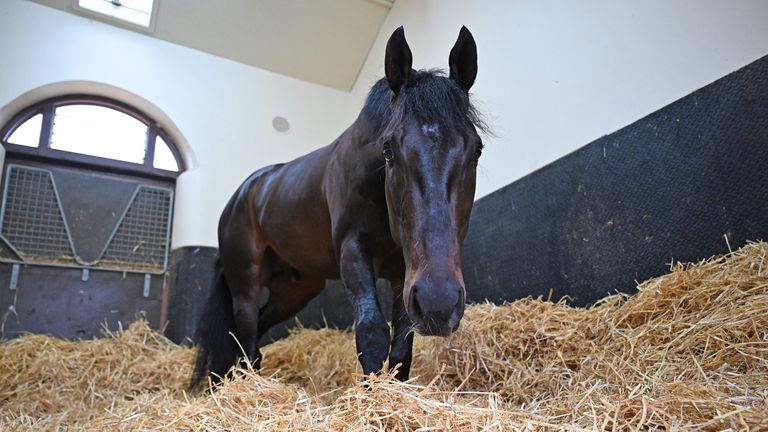 Racing round-up: O'Brien pondering Gladness start for Albert Einstein