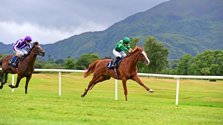 Benvenuto Cellini on vahva Classic-ehdokas Aidan O'Brienille (kuva Healy Racingin kautta)