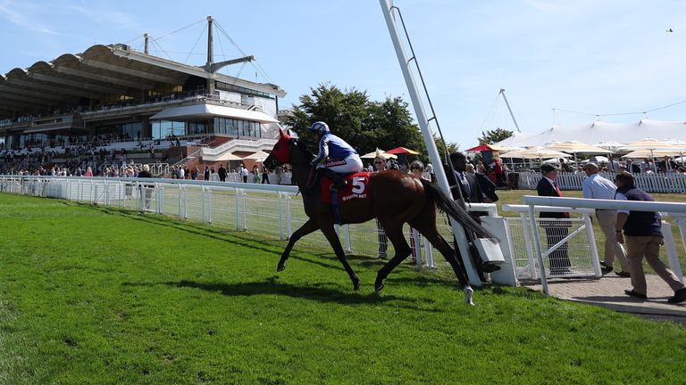 Tribal Chief runs in today's Lincoln Handicap