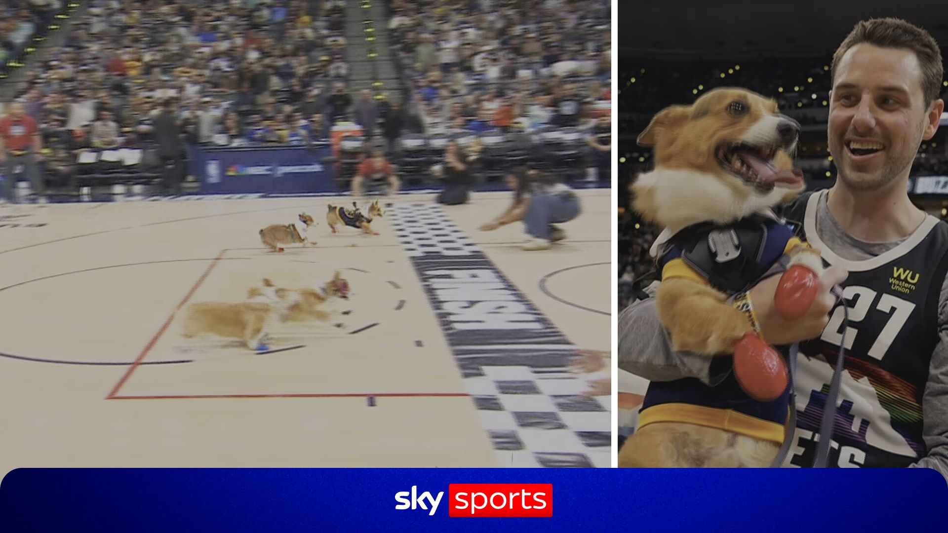 Think you have seen it all?! Corgi racing hits the NBA