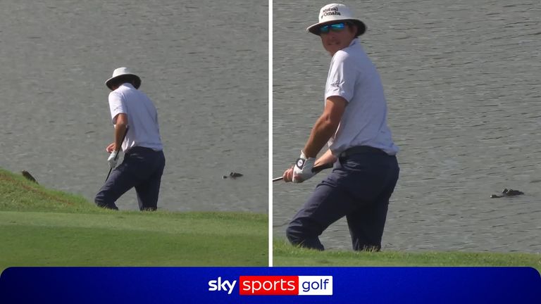 An alligator was watching just metres away as Joel Dahmen played a shot from the ridge of the water.