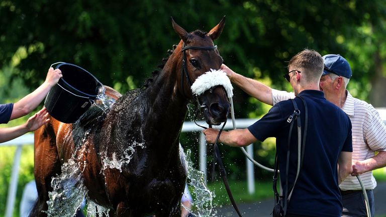 A horse is cooled down with water on a warm day at Worcester racecourse