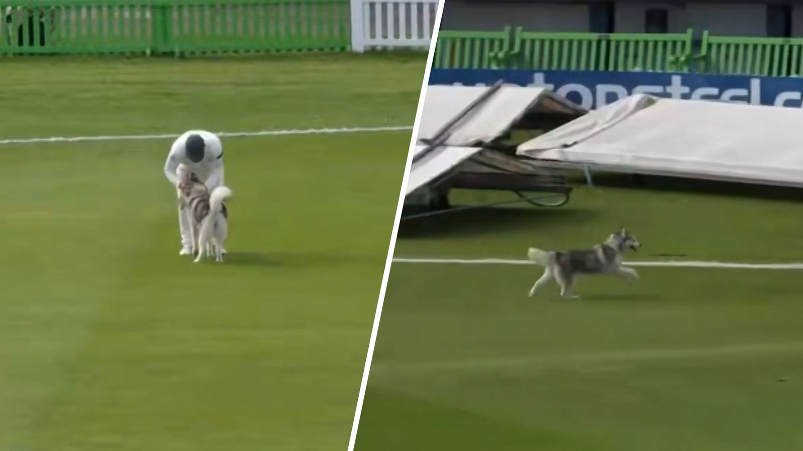 Dog invades county championship cricket match! Dog invades county championship cricket match!