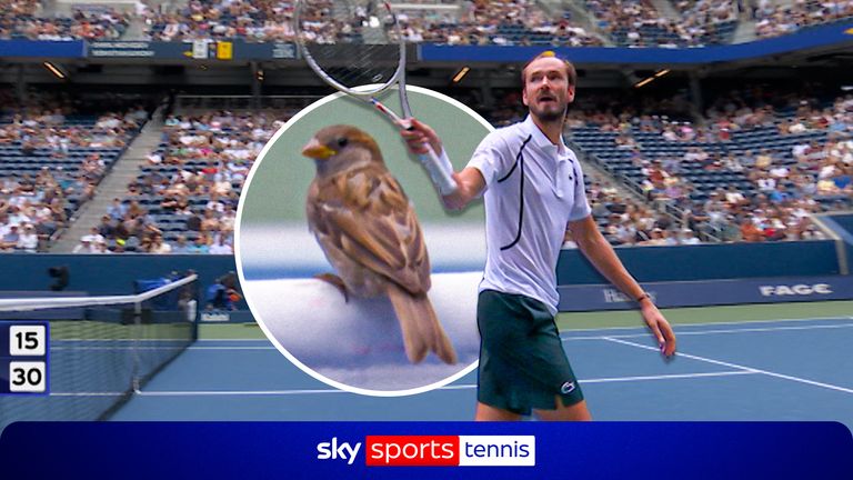 tennis bird